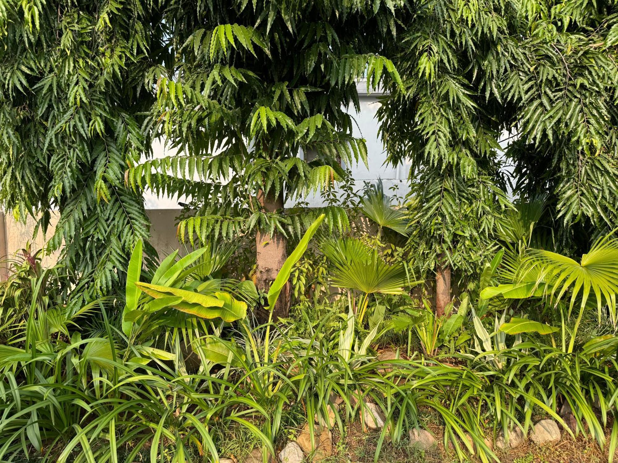 The Bougainvillea Cottage Farmstay Near Dehradun , 2 Bedroom Private Cottage Next To Fields And Orchards With Hill Views Exteriér fotografie