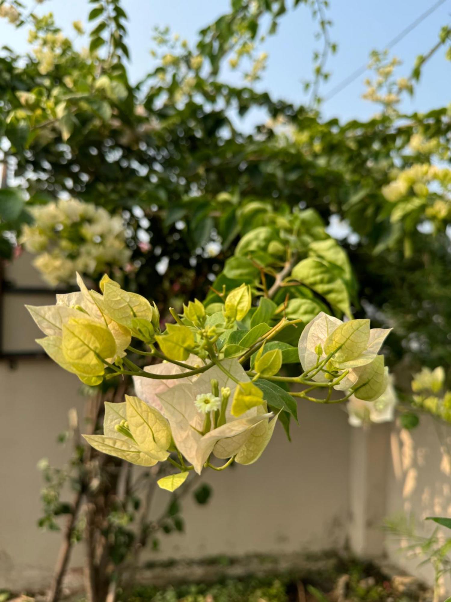 The Bougainvillea Cottage Farmstay Near Dehradun , 2 Bedroom Private Cottage Next To Fields And Orchards With Hill Views Exteriér fotografie